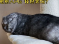 娱乐圈吃瓜猫,揭秘吃瓜猫背后的娱乐真相