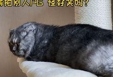 娱乐圈吃瓜猫,揭秘吃瓜猫背后的娱乐真相
